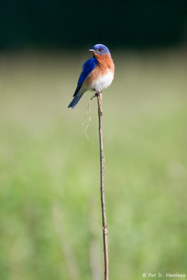 Isolated Bluebird