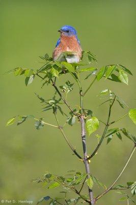 Bluebird and leaves