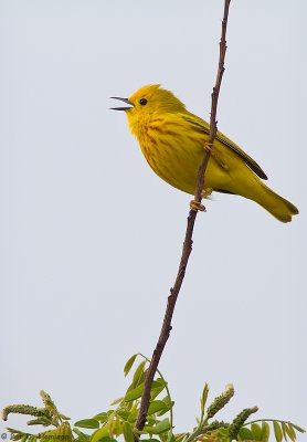 Singing Warbler