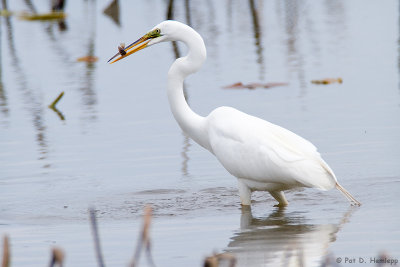 Egret with fish 