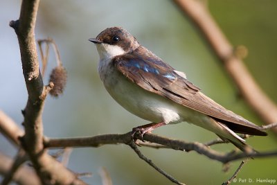 Swallow molting 