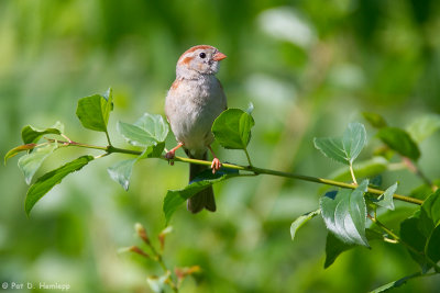 Field Sparrow in sun 