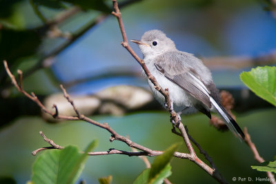 Ruffled Gnatcatcher 