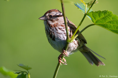 Sparrow in sun 
