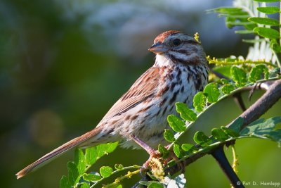 Sparrow and leaves 