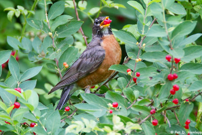 Robin with berries 