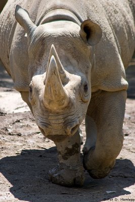 Roaming rhino