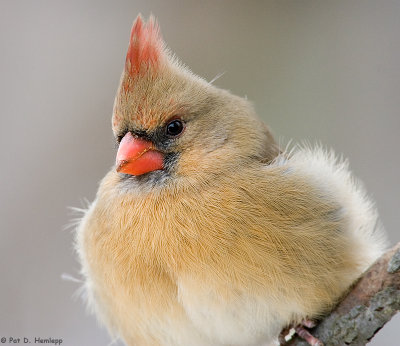 Cardinal close-up