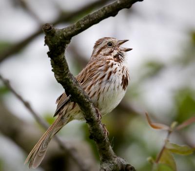 Singing Sparrow