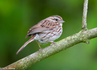 Sparrow at forest's edge