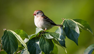 Sparrow in the sun