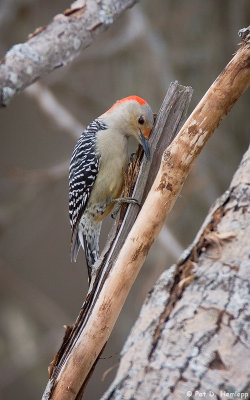 Working Woodpecker