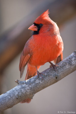 Cardinal gazing