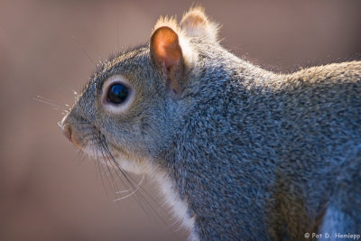 Squirrel up close