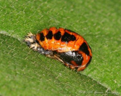 LC1O4506c_800.jpg