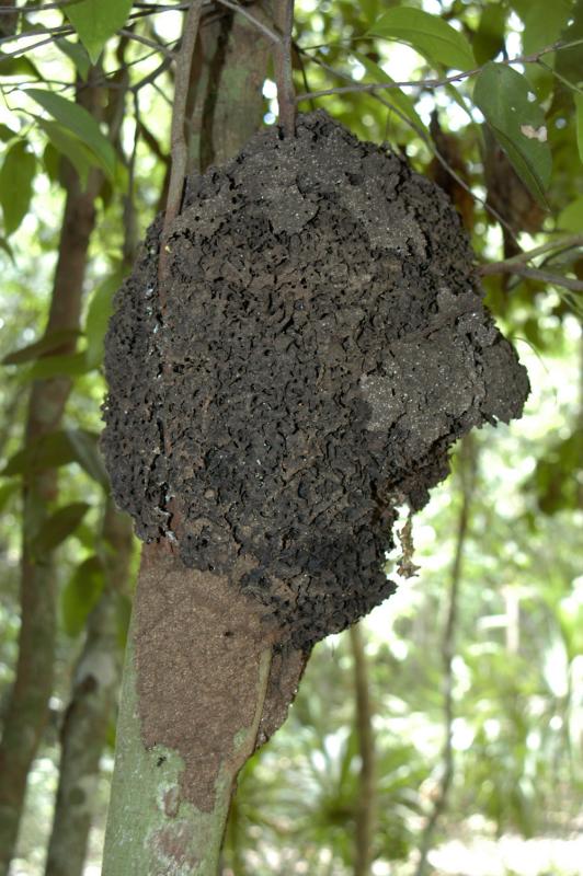Coba aerial termite nest 6110