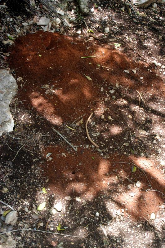 Ant nest at Sacred Cenote 6521