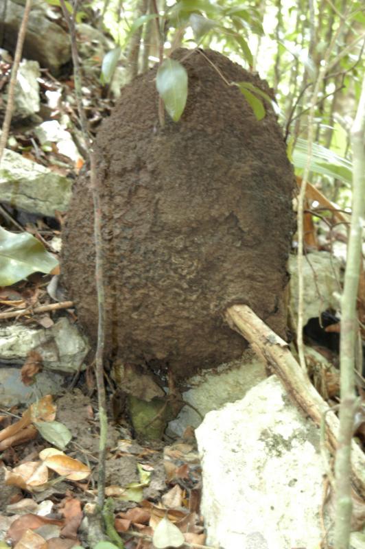 Coba termite nest on ground 6112