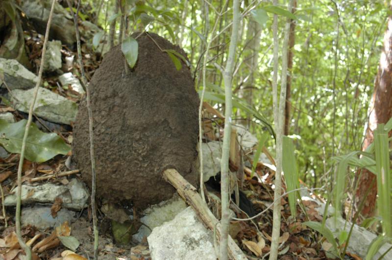 Coba termite nest on ground 6113