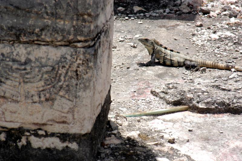 Iguana at Warriors Temple 6532