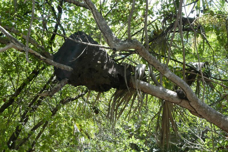 Tulum aerial termite nest 6355