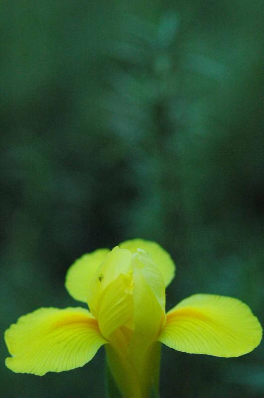 Yellow iris and aphid 8315