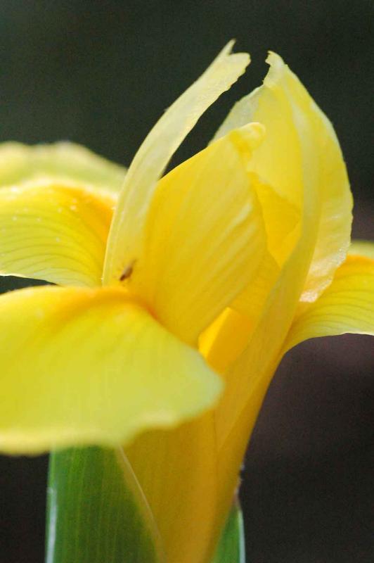 Yellow Iris 8304