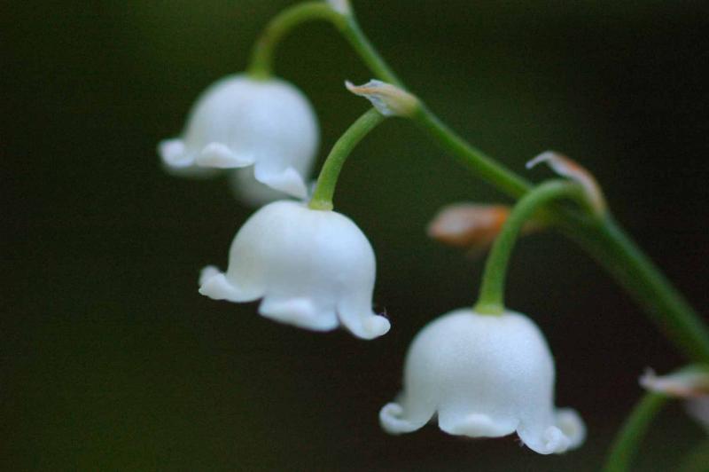 Lily of the Valley 8329