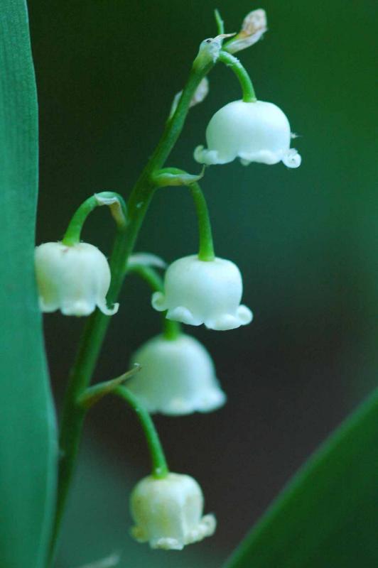 Lily of the Valley 8334