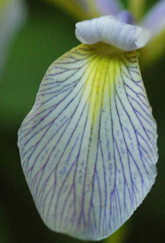 06 Louisiana Iris 8430