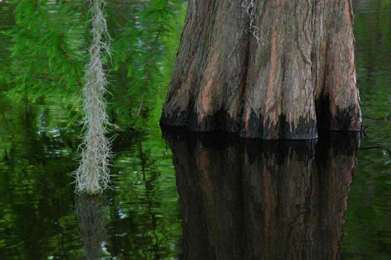 09 Cypress pond 4324