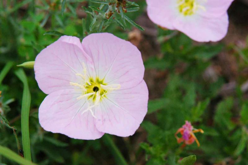 11 Primrose 4663