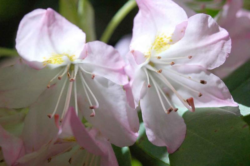 12 Rhododendron 8492