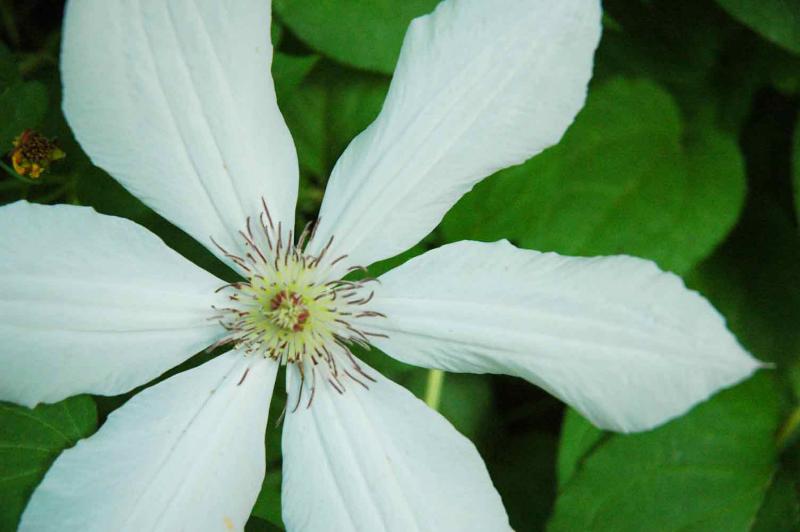 15 Clematis 8648