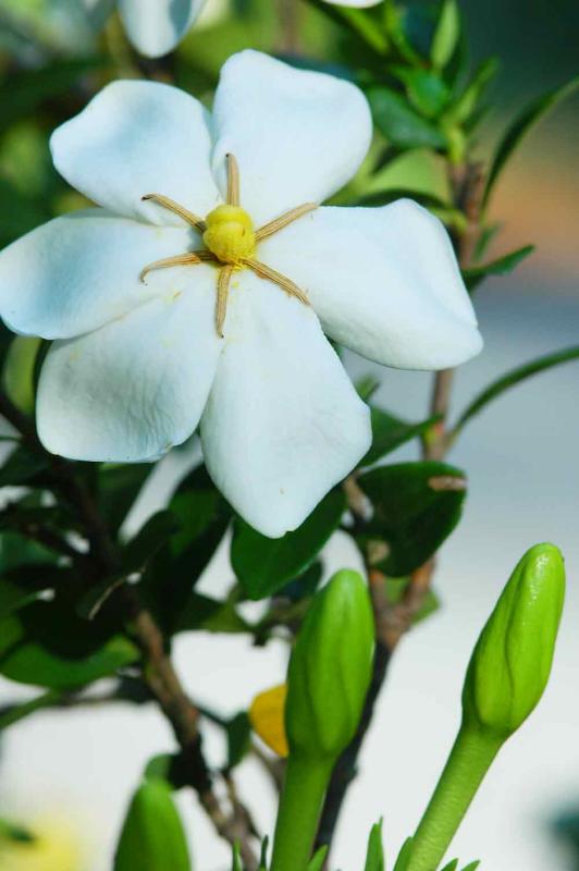 22 Gardenia 8788