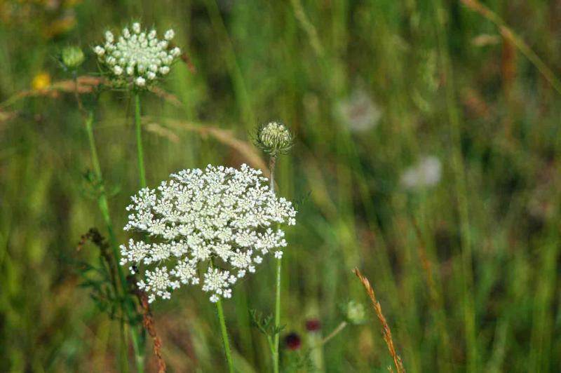 Queen Anne's Lace 8926