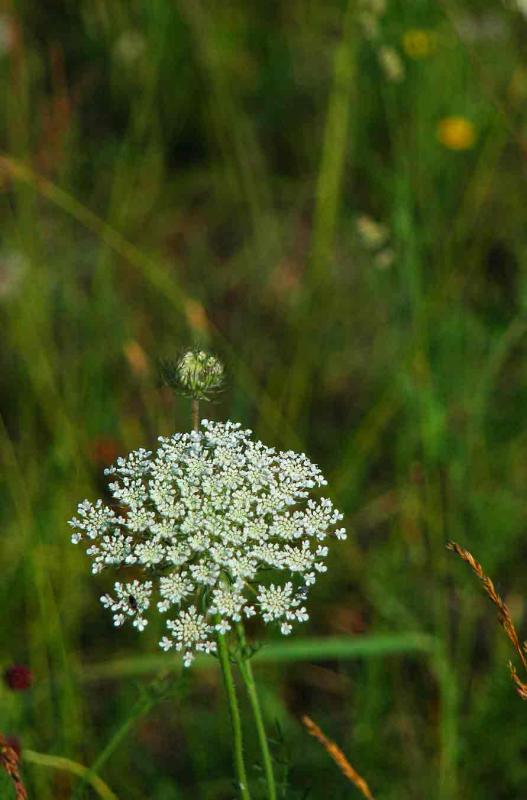 Queen Anne's Lace 8928