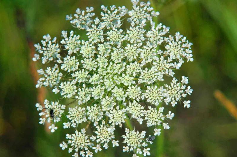 Queen Anne's Lace 8929