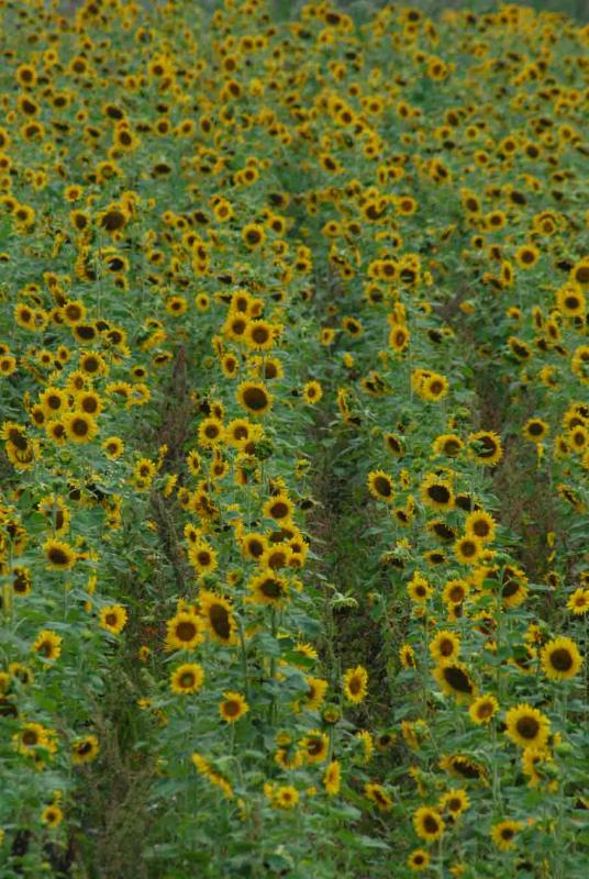 12 Sunflowers 5255