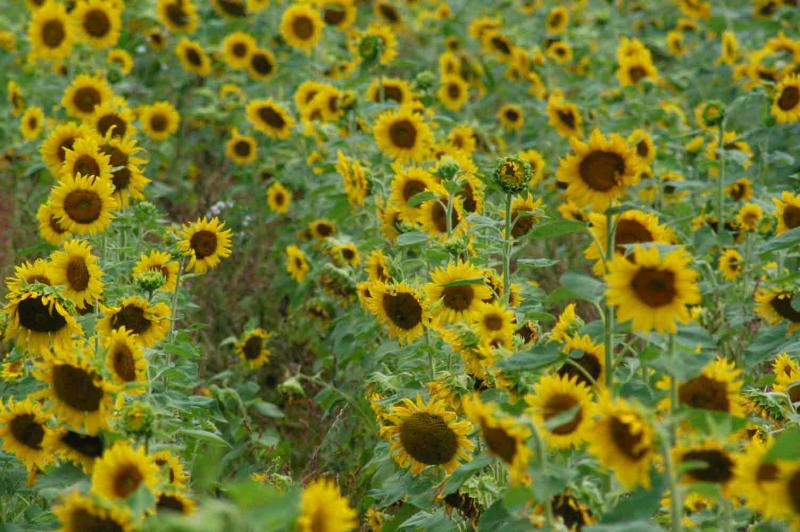 Sunflowers 5304