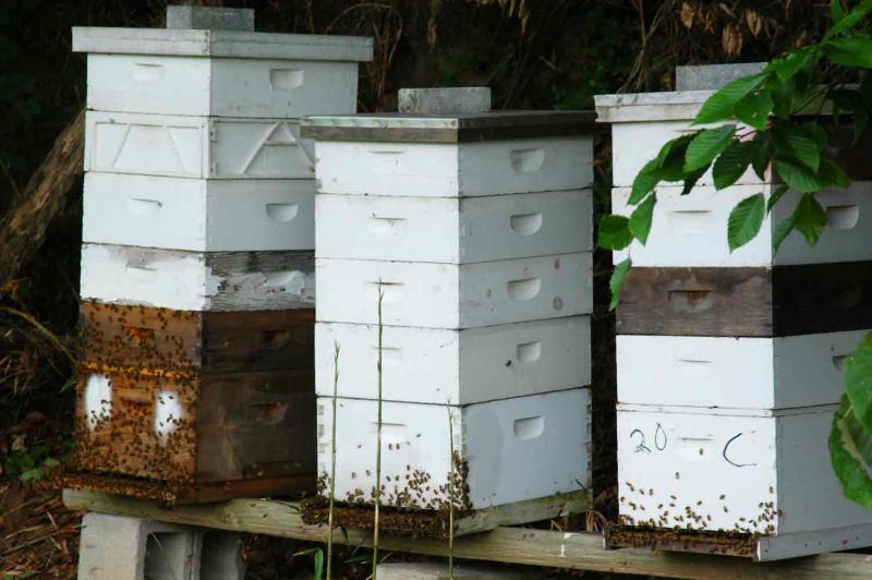 Bee hives 5243