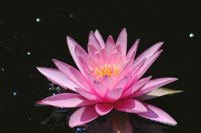08 Water lily 9720