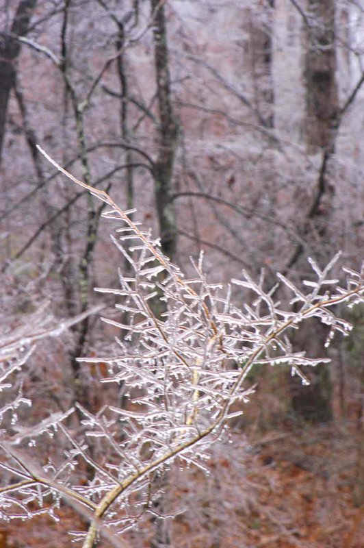 Ice Storm 3498