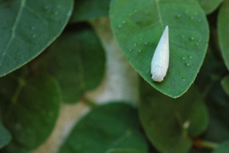 17 Planthopper 1712