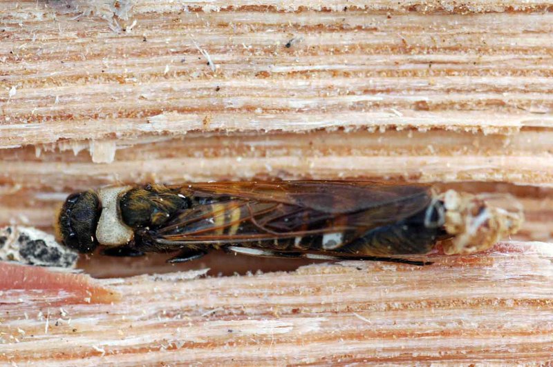 05 Siricid Wood Wasp 9173