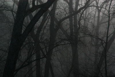15 The woods in early morning 1901