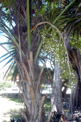 Palms 6400