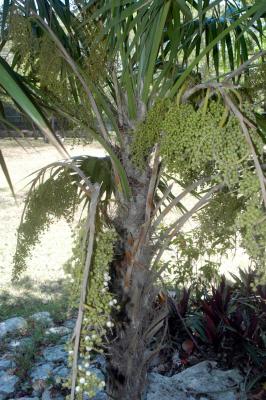 Palms 6401
