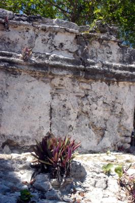 Plants on ruins 6423