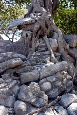 Rock-stealing tree 6415